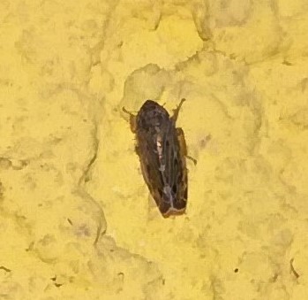 Sardius argus